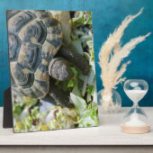 Schattige Schildpad Fotoplaat (Zijkant)