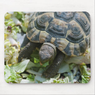 Schattige Schildpad Muismat
