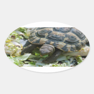 Schattige Schildpad Ovale Sticker