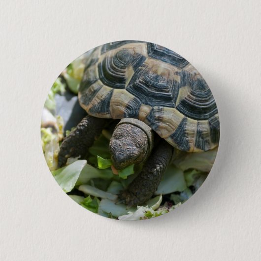 Schattige Schildpad Ronde Button 5,7 Cm (Voorkant)