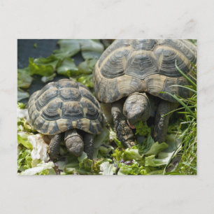 Schattige schildpadden briefkaart