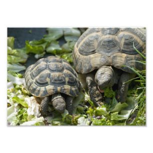 Schattige schildpadden foto afdruk