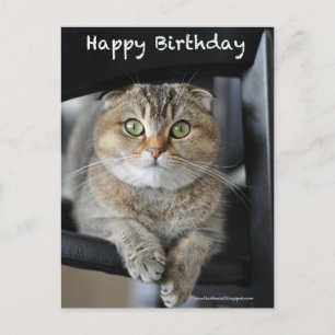 Schattige Schotse Fold Noedels Cat Birthday briefk Briefkaart
