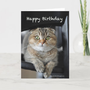 Schattige Schotse vouw noedels kat Gelukkige verja Kaart