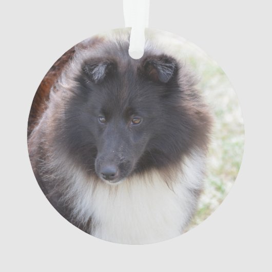 Schattige Sheltie Ornament (achterkant)