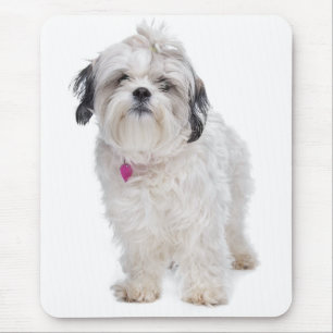 Schattige Shih Tzu Witte Puppies Hond Moeder Liefd Muismat