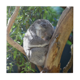 Schattige slapende koala in boom tegeltje