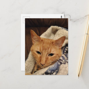 Schattige slaperige gemberkat in een deken briefkaart