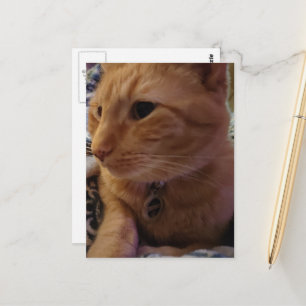 Schattige slaperige kaneelkat briefkaart