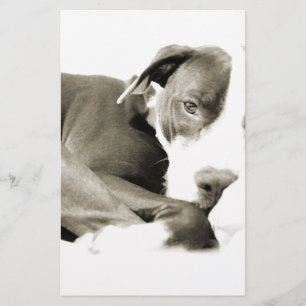 schattige slaperige luie pitbull hond briefpapier