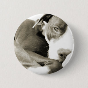 schattige slaperige luie pitbull hond ronde button 5,7 cm