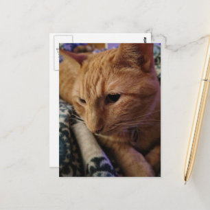 Schattige Slaperige Sinaasappel Kat Briefkaart