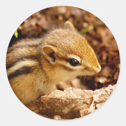 Schattige Teeny Baby Chipmunk Sticker (Voorkant)