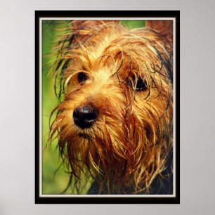 Schattige Terrier Dog met een nat gezicht Poster