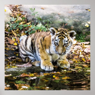 Schattige tierkuil poster