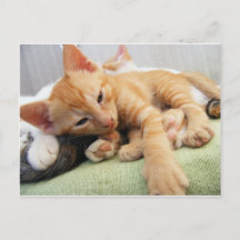 Schattige Tijgerstreep Kittens