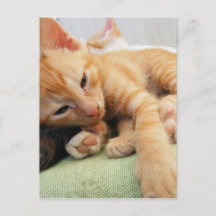 Schattige Tijgerstreep Kittens
