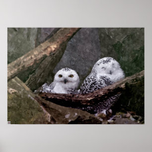 Schattige uilen poster