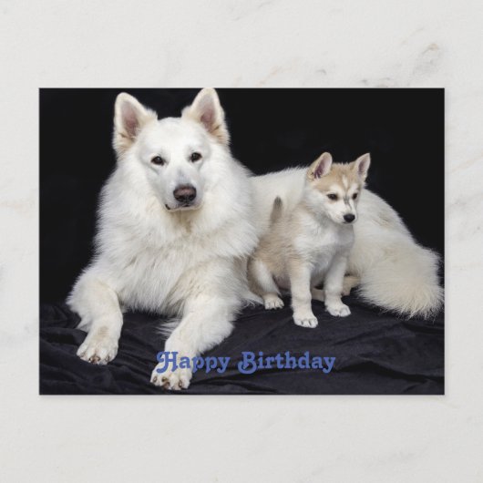 Schattige verjaardagsgroet Honden Briefkaart (Voorkant)