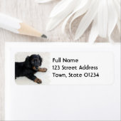 Schattige verzendlabel van Daschund Etiket (Insitu)