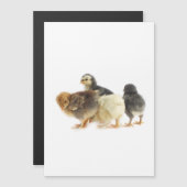 schattige vogel (Voorkant / Achterkant)