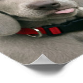 Schattige weimarantaat poster (Hoek)
