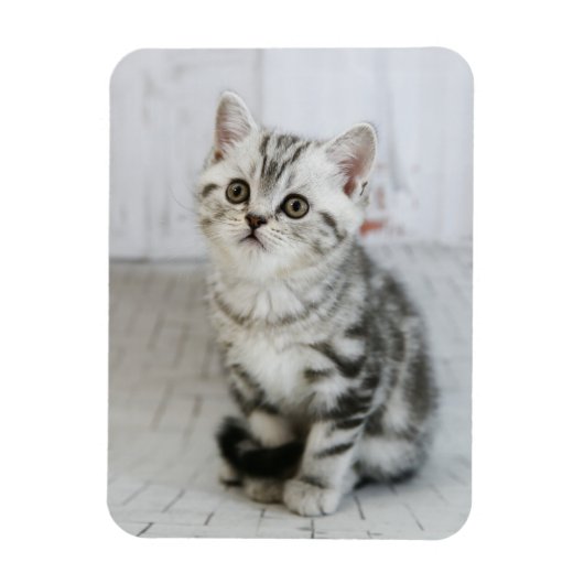 Schattige, witte en grijze keuken magneet (Verticaal)