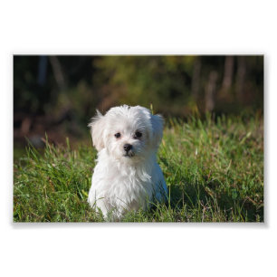 Schattige witte puppy foto afdruk