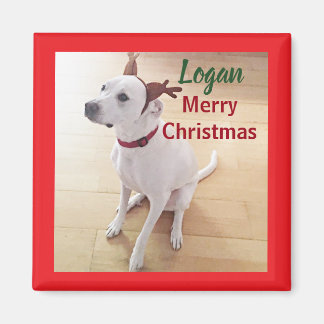 Schattige Witte Rendier Puppie Hond Foto Kerstmis Magneet
