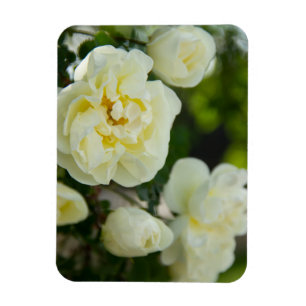 Schattige witte rozen voor positieve magneet