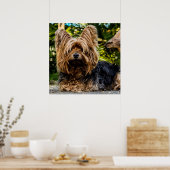 Schattige Yorkie Poster (Keuken)