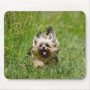 Schattige Yorkshire Terrier Rent Door Gras Muismat