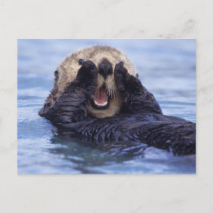 Schattige Zeeotter Alaska, VS Briefkaart