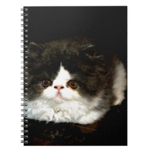 Schattige zwart wit kitten notitieboek