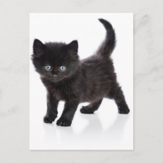 schattige zwarte kitten briefkaart