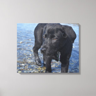 Schattige zwarte lab Puppy Dog Canvas Afdruk