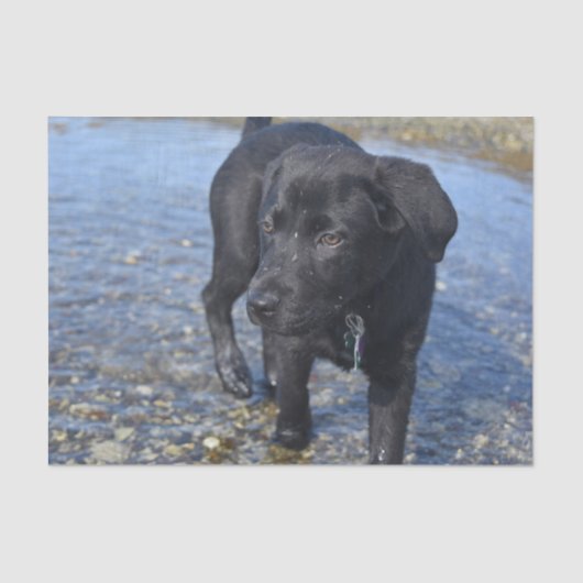 Schattige zwarte lab Puppy Dog Tissuepapier (Voorkant)