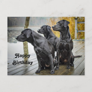 Schattige Zwarte Lab Steiger Foto Verjaardag Briefkaart
