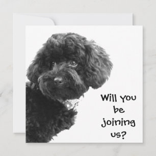 Schattige Zwarte Toy Poodle © Persoonlijke Feest U Kaart