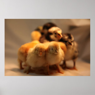Schattigee Baby Chicks Poster