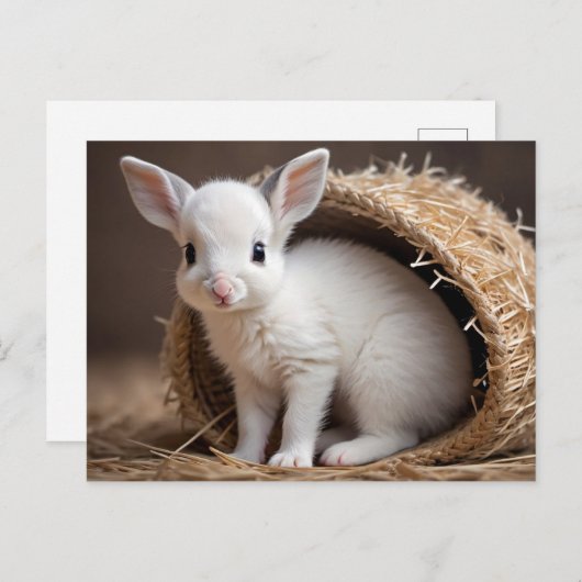 Schattigee Baby Dieren, Postcrossing Briefkaart (Voorkant / Achterkant)