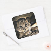 Schattigee Baby Lion Cub Stickers (Envelop)