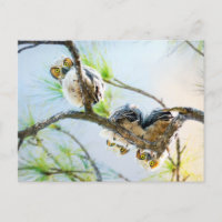 Schattigee Baby Owls Blank All Occasion