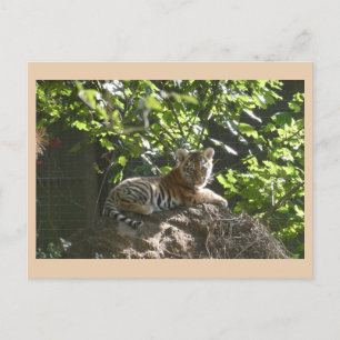 Schattigee Baby Tiger DIY Briefkaart