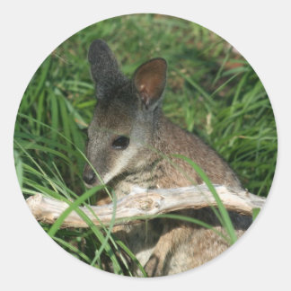 Schattigee Baby Wallaby Ronde Sticker