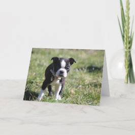 Schattigee Boston Terrier Blank Bedankkaart