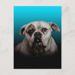 Schattigee Boxer Dog w Blue Black Gradient achterg Briefkaart