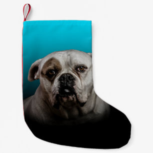 Schattigee Boxer Dog w Blue Black Gradient achterg Kleine Kerstsok