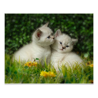 Schattigee Britse Korthaar Kittens in de tuin Perfect Poster