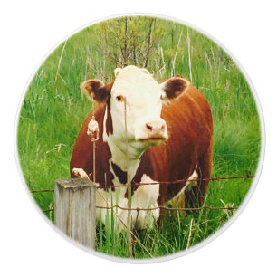 Schattigee Bruine Koe 4Jojo Keramische Knop
